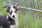 Australische herder x Husky (teef) 44240