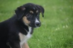 Australische herder x Husky (reu) 51838
