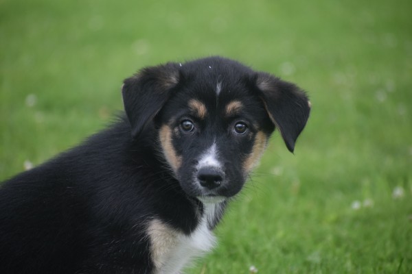 Australische herder x Husky (reu) 51838