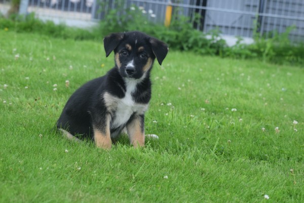 Australische herder x Husky (reu) 51838