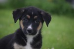 Australische herder x Husky (reu) 51838