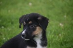 Australische herder x Husky (reu) 51838