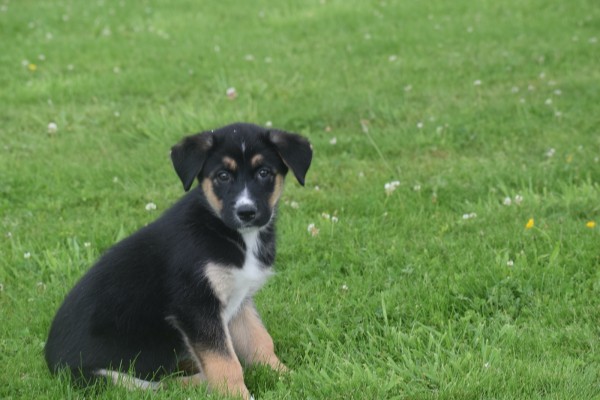 Australische herder x Husky (reu) 51838