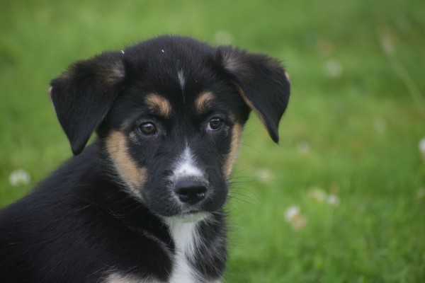 Australische herder x Husky (reu) 51838