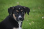 Australische herder x Husky (reu) 51838