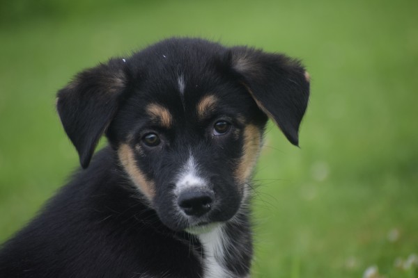 Australische herder x Husky (reu) 51838