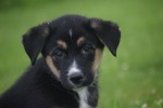Australische herder x Husky (reu) 51838