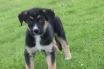 Australische herder x Husky (reu) 51838