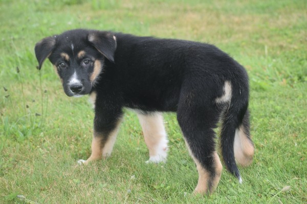Australische herder x Husky (reu) 51838