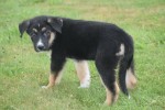 Australische herder x Husky (reu) 51838