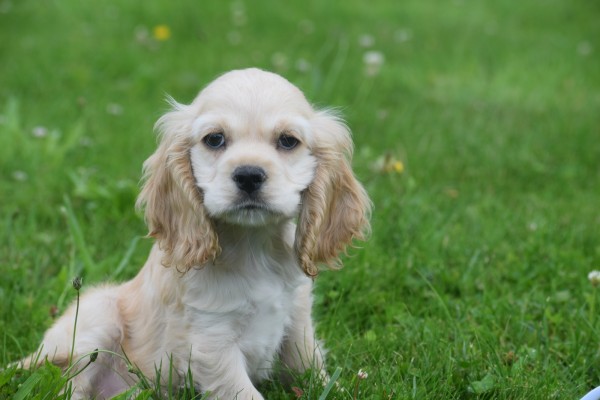 Amerikaanse cocker spaniel (reu) 18466