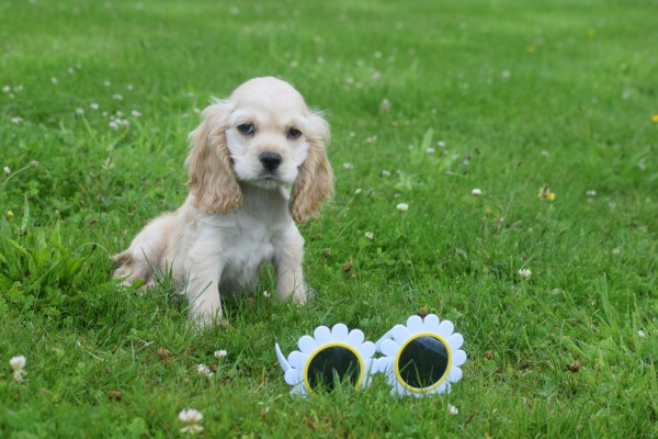Amerikaanse cocker spaniel (reu) 18466
