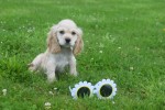 Amerikaanse cocker spaniel (reu) 18466