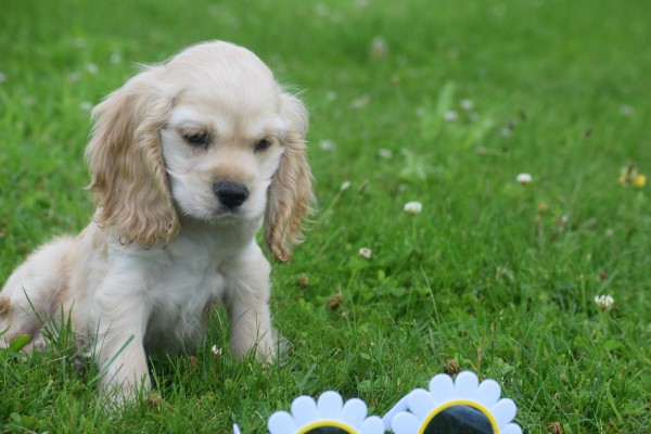 Amerikaanse cocker spaniel (reu) 18466