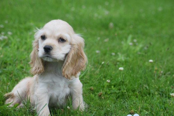 Amerikaanse cocker spaniel (reu) 18466