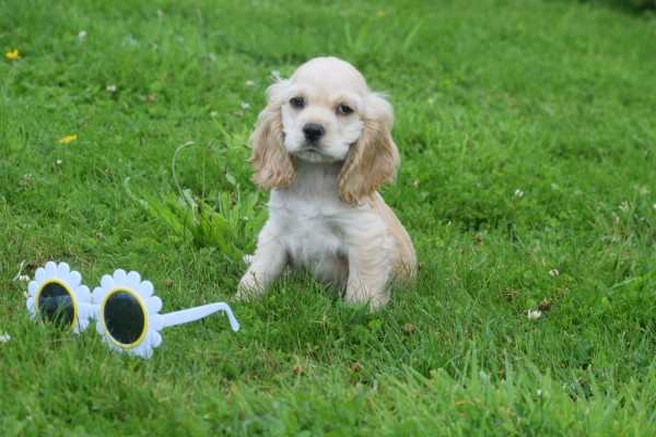 Amerikaanse cocker spaniel (reu) 18466
