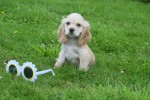 Amerikaanse cocker spaniel (reu) 18466