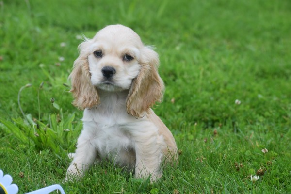 Amerikaanse cocker spaniel (reu) 18466