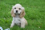Amerikaanse cocker spaniel (reu) 18466