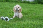 Amerikaanse cocker spaniel (reu) 18466