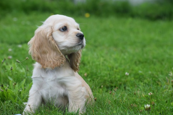 Amerikaanse cocker spaniel (reu) 18466