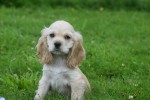 Amerikaanse cocker spaniel (reu) 18466