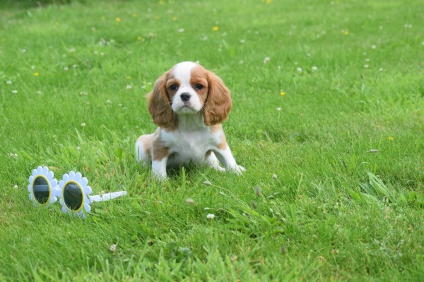 Cavalier King Charles Spaniel (reu) 52647