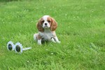 Cavalier King Charles Spaniel (reu) 52647