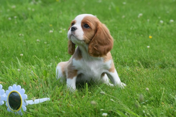 Cavalier King Charles Spaniel (reu) 52647