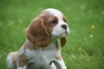 Cavalier King Charles Spaniel (reu) 52647