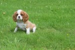 Cavalier King Charles Spaniel (reu) 52647