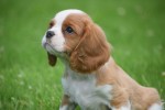 Cavalier King Charles Spaniel (reu) 52647