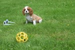 Cavalier King Charles Spaniel (reu) 52647