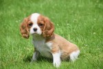Cavalier King Charles Spaniel (reu) 52647