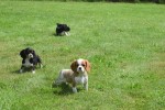 Cavalier King Charles Spaniel (reu) 52647