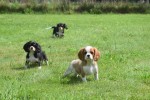 Cavalier King Charles Spaniel (reu) 52647