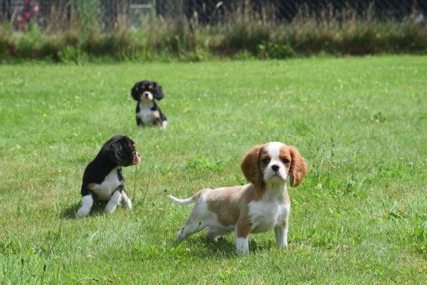 Cavalier King Charles Spaniel (reu) 52647