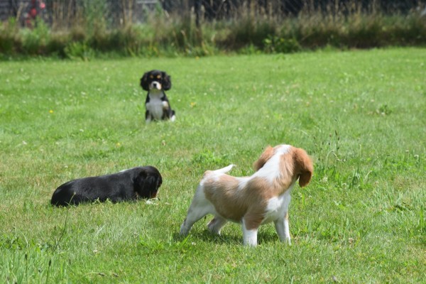 Cavalier King Charles Spaniel (reu) 52647