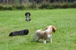 Cavalier King Charles Spaniel (reu) 52647