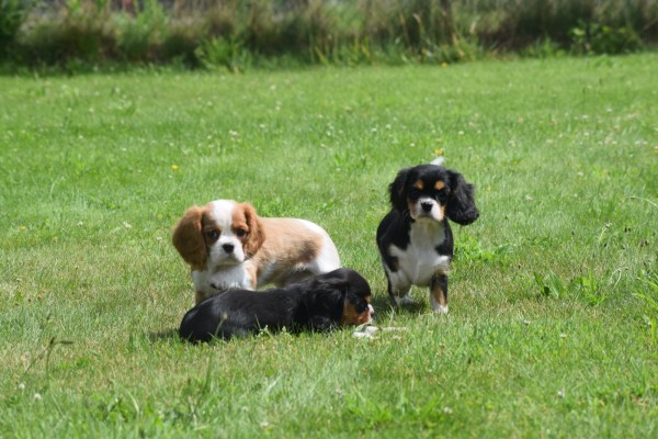 Cavalier King Charles Spaniel (reu) 52647