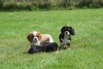 Cavalier King Charles Spaniel (reu) 52647
