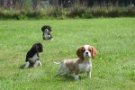 Cavalier King Charles Spaniel (reu) 52647