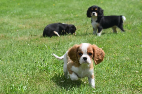 Cavalier King Charles Spaniel (reu) 52647