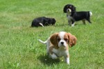 Cavalier King Charles Spaniel (reu) 52647