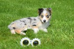 Australische herder x Husky (teef) 68044