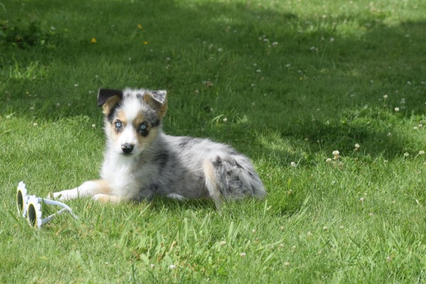 Australische herder x Husky (teef) 68044