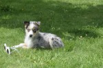 Australische herder x Husky (teef) 68044