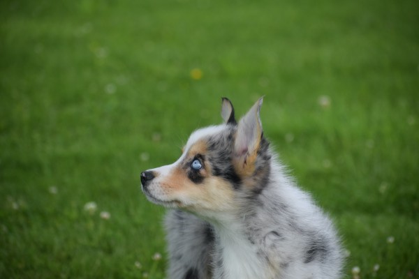 Australische herder x Husky (teef) 68044
