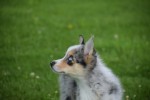 Australische herder x Husky (teef) 68044