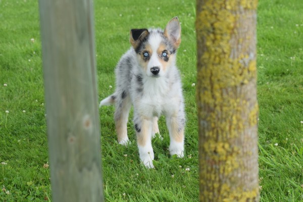 Australische herder x Husky (teef) 68044